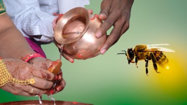 Bees Attack at Wedding Ceremony: लग्नमंडपात मधमाशांचा हल्ला, 12 जण गंभीर जखमी; मध्य प्रदेशातील घटना