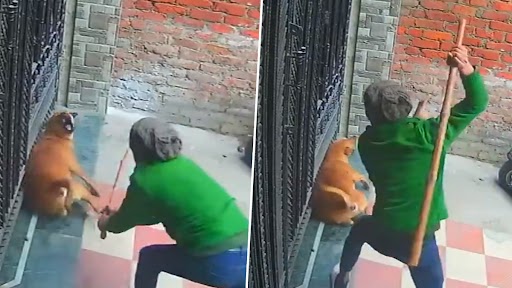 Two Men Attack Dog: क्रुरतेचा कळस, दोन जणांनी कुत्र्याला केली जबर मारहाण, पोलिसांत कारवाई सुरु