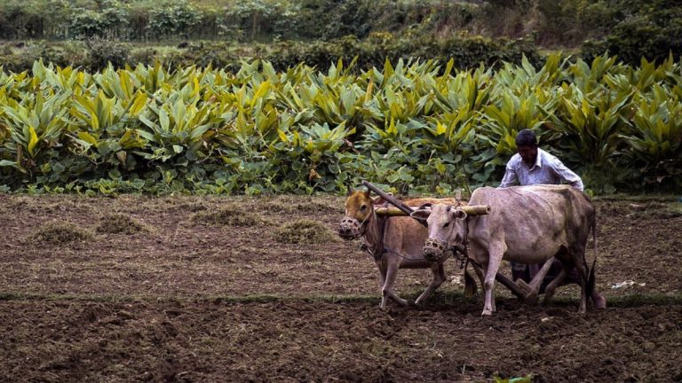 Crop Insurance For Kharif- 2024: खरीप- 2024 साठी पीक विमा भरण्यास सुरुवात; अवघ्या एक रुपयात मिळणार लाभ, जाणून घ्या कुठे भराल अर्ज