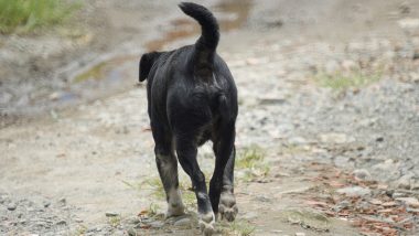Telangana Crime: भटक्या कुत्र्यांवर गोळीबार, 20 ठार, 5 जखमी; तेलंगणा राज्यातील घटना