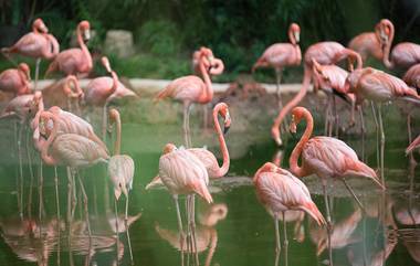 Navi Mumbai Flamingos Death: नेरूळ जेट्टी जवळ आढळले 4 फ्लेमिंगो मृतावस्थेमध्ये; CIDCO च्या साईनबोर्डला धडकल्याचा पर्यावरणप्रेमींचा दावा