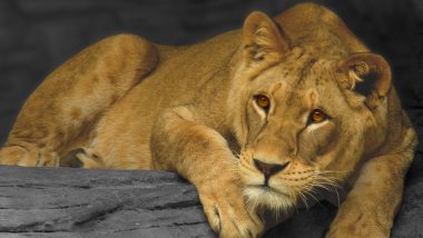 Lion Lioness Name Controversy: सिलीगुडी सफारी पार्कमध्ये सिंह 'अकबर', सिंहिण 'सीता', नावावरुन वाद; विहिंपची कोलकाता न्यायालयात धाव