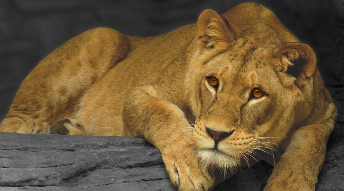 Lions, Tigers, Cheetah as Pets: धक्कादायक! पाकिस्तान सरकारने लोकांना दिली सिंह, वाघ, चित्ता यांना घरी पाळण्याची परवानगी; 50 हजार रुपये शुल्क भरून बनवता येणार परवाना