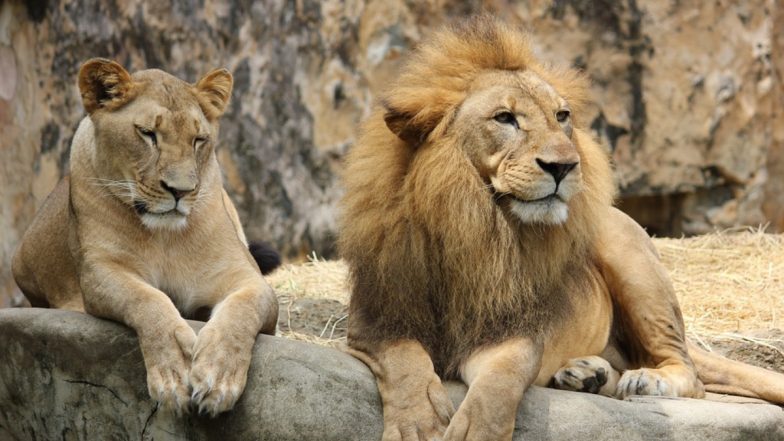 Calcutta HC Suggestion On Lioness Named Sita: 'सीता' सिंहिणीचे नाव बदला; कोलकाता हायकोर्टाचे पश्चिम बंगाल सरकारला तोंडी निर्देश