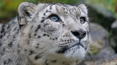Nationwide Review Survey: संपूर्ण भारतात 718 Snow Leopards, राष्ट्रव्यापी पुनरावलोकन सर्वेक्षणात पुढे आली आकडेवारी