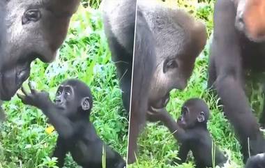 Viral Video: बेबी गोरिलाने पहिल्यांदा वडिलांना पाहून दिली क्यूट प्रतिक्रिया, पाहा मोहक व्हिडीओ