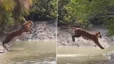Tiger Viral Video: वाघाने नदी ओलांडण्यासाठी मारली 20 फूट लांब उडी, सुंदरबनमधील व्हिडिओ व्हायरल