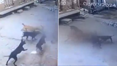 Dog Attack in UP: अमरोहामध्ये भटक्या कुत्र्यांचा मुलीवर हल्ला; स्थानिकांनी वाचवला मुलीचा जीव, घटना CCTV मध्ये कैद (Watch Video)