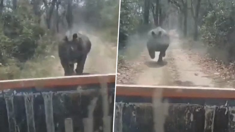 Rhino Chases Safari Vehicle: सफारी वाहनाच्या मागे 1.5 किलोमीटर धावत राहिला गेंडा; आसाममधील मानस राष्ट्रीय उद्यानातील घटना (Watch Video)