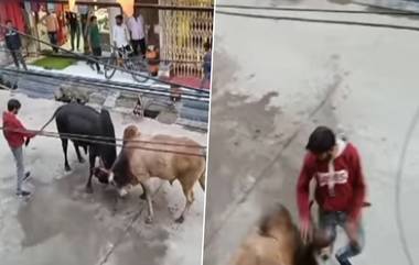 Angry Bull Viral Video: बैलांचे भांडण थांबवण्यासाठी गेलेल्या व्यक्तीला बैलाने जे केले ते पाहून बसेल धक्का