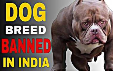 23 Dog Breed Ban in India: भारतात मोदी सरकार धोकादायक 23 जातींच्या कुत्र्यांवर बंदी घालणार! पाहा, कुत्र्यांची संपूर्ण यादी