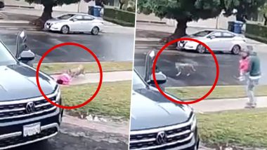 Viral Video: लांडगा करत होता 2 वर्षाच्या मुलीची शिकार, पुढे वडिलाने जे केले ते पाहून बसेल धक्का