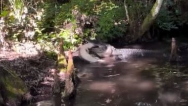 Alligator Eating Up Another: मोठी मगर छोट्या मगरीस खातानाचा व्हिडिओ व्हायरल (Watch Video)
