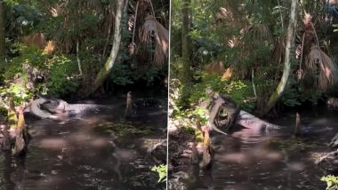 Crocodile Viral Video: भयानक! मगरीने केली स्वतःच्या बाळाची शिकार, थरार पाहून व्हाल थक्क