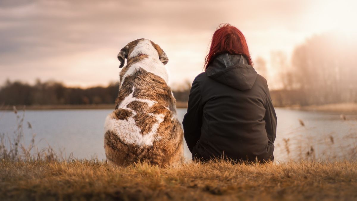 Research On Dogs: कुत्र्यांना समजतो संज्ञांचा अर्थ, प्रतिमाही असतात ज्ञात; नव्या संशोधनात खुलासा