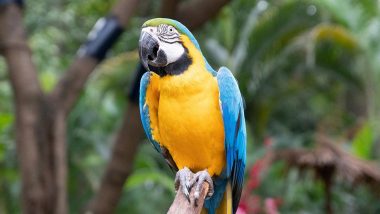 Fatal 'Parrot Fever' Outbreak: प्राणघातक 'पॅरोट फिव्हर'मुळे युरोपात 5 जणांचा मृत्यू; WHO ने व्यक्त केली चिंता, जाणून घ्या काय आहे Psittacosis आजार, त्याची लक्षणे व इतर माहिती