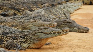 Crocodile Attacks Video: मगरीचा हल्ला, जबड्यातून थोडक्यात बचावला कर्मचारी; प्राणीसंग्रहालयातील घटना, व्हिडिओ व्हायरल