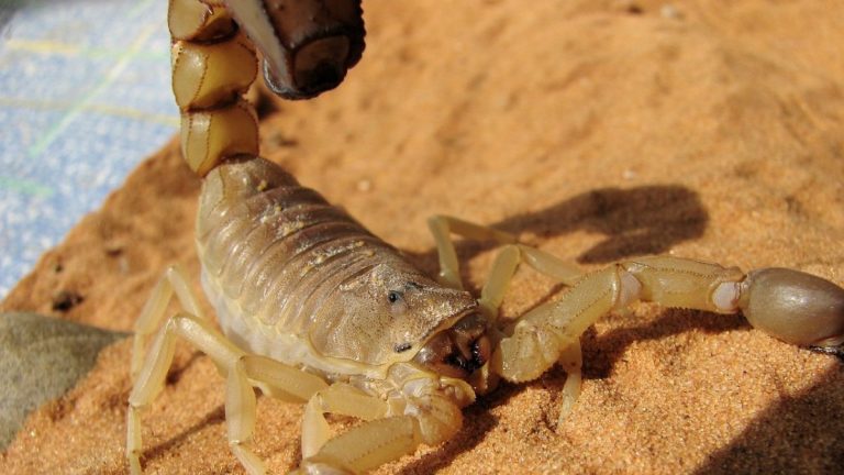 Man Stung By Scorpion In Testicles: अमेरिकेत Las Vegas Hotel मध्ये झोपेत असताना विंचवाचा पुरूषाच्या अंडकोषाला दंश