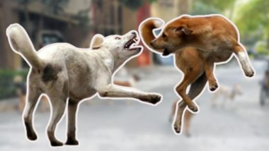 Kerala HC On Stray Dogs: भटक्या कुत्र्यांपेक्षा मानवी जीवनाला प्राधान्य द्यावे- हायकोर्ट