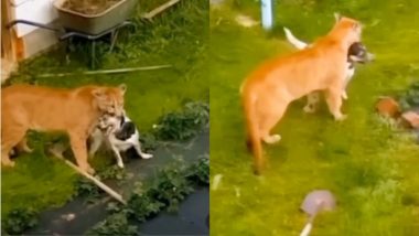 Viral Video : घरात घुसून सिंहिणीनं केली कुत्र्याची शिकार; थरारक व्हिडीओ व्हायरल (Watch Video)