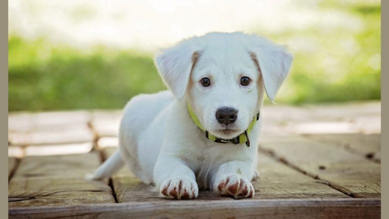 Telangana Stray Dogs killing Case: घृणास्पद! एकापाठोपाठ २० भटक्या कुत्र्यांवर गोळ्या झाडून घेतला...बदला; तेलंगणातील घटना, 3 जणांना अटक (Watch Video))