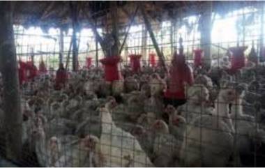 Vietnam Student Dies From Bird Flu : बर्ड फ्लू माणसात पसरतोय?, व्हिएतनाममध्ये विद्यार्थ्याचा H5N1 इन्फ्लूएंझा व्हायरस संसर्गाने मृत्यू