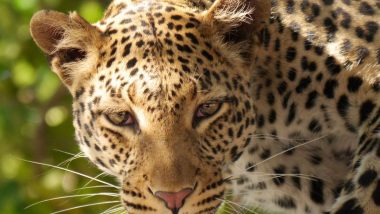 Vasai Leopard News : सावधान! वसई किल्ला परिसरात बिबट्याचा वावर; वन विभागाकडून सीसीटीव्ही फुटेजच्या माध्यमातून शोध सुरू