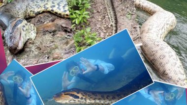 World's Largest Snake Found Dead: ॲना ज्युलिया नावाचा जगातील सर्वात मोठा साप Amazon Rainforest मध्ये मृतावस्थेत सापडला