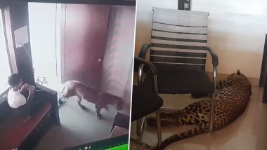 Malegaon Leopard Viral Video: मालेगाव मधील चिमुकल्याच्या धाडसाचा व्हिडिओ वायरल; ऑफिसमध्ये घुसलेल्या बिबट्याला शिताफीने केलं जेरबंद (Watch Video)