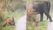 Viral Video: हत्तीला पाहून शिकारी वाघाची अवस्था बिघडली, हत्तीला पाहून लपला झुडपात (पाहा व्हायरल व्हिडिओ)