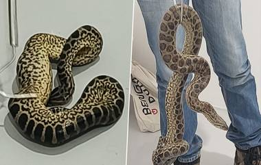 Anacondas Found In Passenger's Check-in Baggage: बँकॉकहून सुटकेसमध्ये 10 ॲनाकोंडा लपवून बेंगळुरूला पोहोचला तस्कर; केम्पेगौडा आंतरराष्ट्रीय विमानतळावर आरोपीला अटक