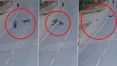 Accident Video: दुचाकीवरून जाताना निलगायीने दिली धडक, तरुणाचा मृत्यू, घटनेचा Video समोर