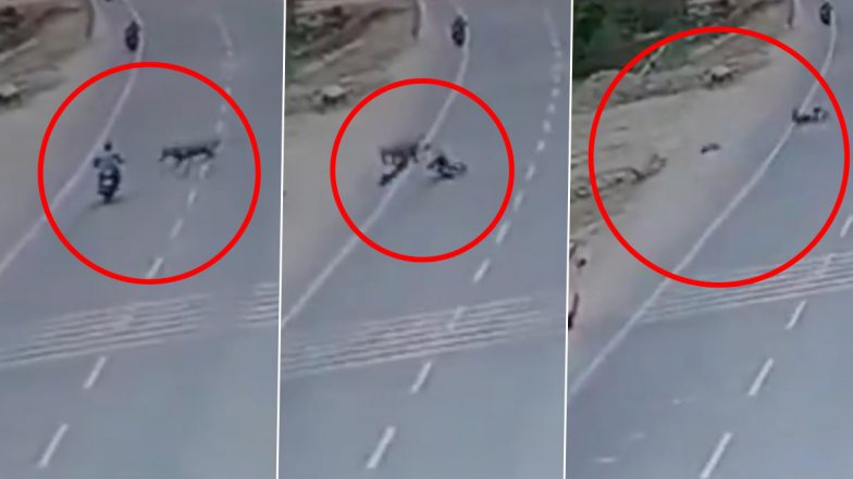 Accident Video: दुचाकीवरून जाताना निलगायीने दिली धडक, तरुणाचा मृत्यू, घटनेचा Video समोर