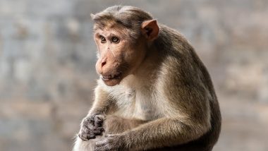 Parbhani News: माकडांच्या टोळीने केले गावकऱ्यांना हैराण, सेलू तालुक्यातील घटना