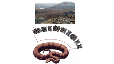 Vasuki Indicus: गुजरातमध्ये शास्त्रज्ञांना सापडले जगातील सर्वात मोठ्या सापाचे जीवाश्म; 50 फूट लांब होता                                          <li><a href=