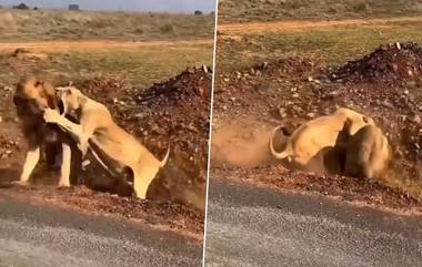 Lion and Lioness Fighting Video : जंगलाचा राजा सिंह आणि सिंहीणीमध्ये जोरदार झुंज, पाहा कोण कोणावर भारी (Watch Video)