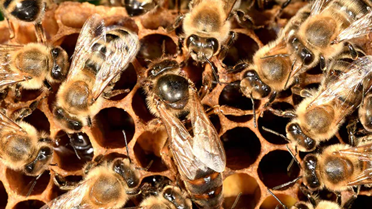 Buldhana Bee Attack: डीजेचा दणदणाट! वरातीत थिरकणाऱ्या वऱ्हाडी मंडळींवर मधमाशांचा हल्ला; 10 जखमी