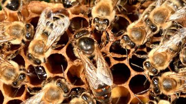 40 Students Injured in Bee Attack : मधमाश्यांच्या हल्ल्यात ४० विद्यार्थी जखमी; उत्तर प्रदेशमधील आग्रा येथील घटना