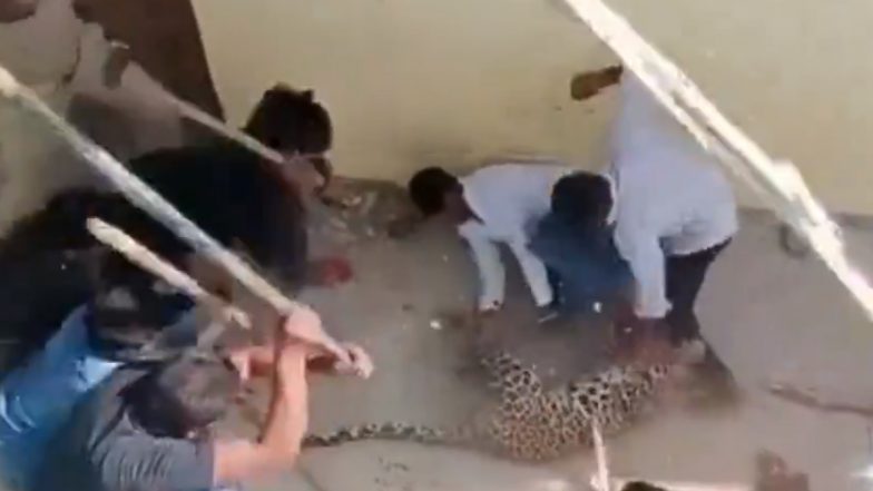 Leopard Entered In Siddharthnagar: उत्तर प्रदेशातील सिद्धार्थनगरमध्ये बिबट्याची दहशत; लोकांनी लाठ्या-काठ्या घेऊन केला स्वत:चा बचाव, पहा व्हिडिओ