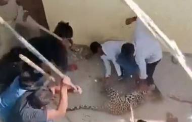 Leopard Entered In Siddharthnagar: उत्तर प्रदेशातील सिद्धार्थनगरमध्ये बिबट्याची दहशत; लोकांनी लाठ्या-काठ्या घेऊन केला स्वत:चा बचाव, पहा व्हिडिओ