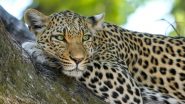 Leopard Attack: बिबट्याच्या हल्ल्यात मुलीचा मृत्यू, जुन्नर येथील विचलित करणारी घटना