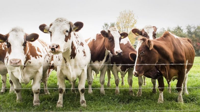 Rare Human Case of Bird Flu in Texas: अमेरिकेत गायींच्या संपर्कात आल्यानंतर व्यक्तीला झाली बर्ड फ्लूची लागण; जगातील पहिलीच घटना