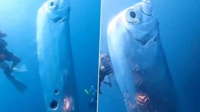 Doomsday Fish And  Taiwan Earthquake: डूम्सडे फिश दिसल्याने तैवानमध्ये  भूकंप आल्याच्या चर्चा; अभ्यासकांनी फेटाळला दावा, जपानी पौराणिक कथांमध्ये अजब दावा