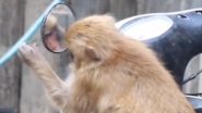 Monkey and Mirror Viral Video: माकड आणि आरसा, गंमत झाली भारी; प्रतिमा पाहून शोधत राही, सापडतंय का काही?