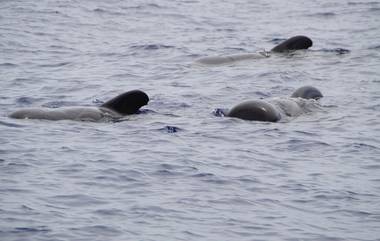 Pilot Whales Rescued On Western Australian Beach: पश्चिम ऑस्ट्रेलियन किनारपट्टीवर 100 हून अधिक पायलट व्हेलची सुटका; 31 मृत्यू