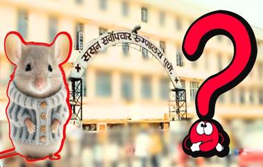 Sassoon Hospital Pune: रुग्ण दगावला पण उंदीर चावला की नाही? पुणे येथील ससून रुगणालय समिती करणार चौकशी