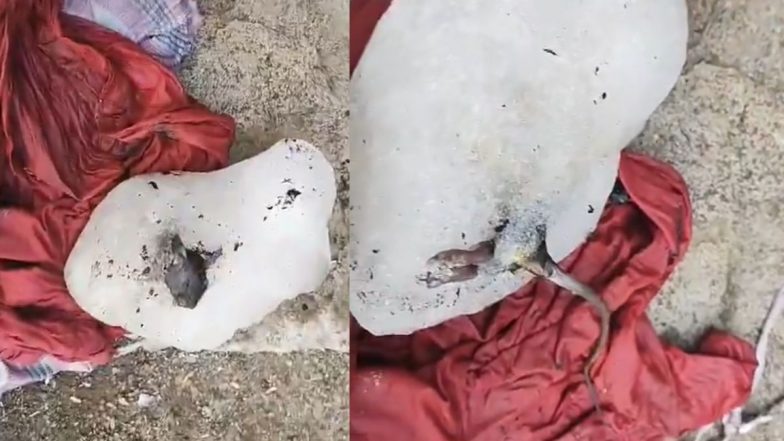 Pune News : शीतपेय पिताय तर थांबा! जुन्ररमध्ये बर्फाच्या लादीत आढळला मेलेला उंदीर (Watch Video)