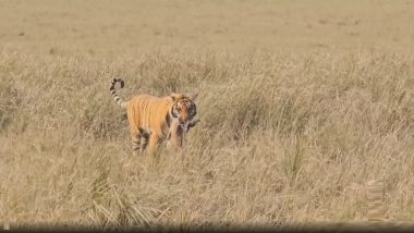 Tiger's Hunt Viral Video: जिम कॉर्बेट नॅशनल पार्कमध्ये वाघाने केली शिकार, व्हिडिओ व्हायरल