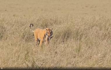 Tiger's Hunt Viral Video: जिम कॉर्बेट नॅशनल पार्कमध्ये वाघाने केली शिकार, व्हिडिओ व्हायरल