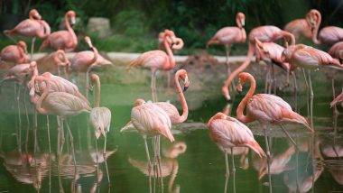 29 Flamingos Found Dead:  मुंबईत २९ फ्लेमिंगो मृतावस्थेत आढळले, कारण अद्याप समोर आले नाही